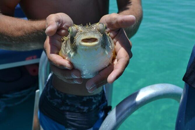Dolphin and Snorkeling Activity in Panama City Florida - Who Will Love This Tour?