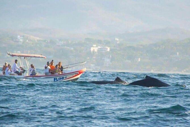 Dolphin and Whale Watching Boat Trip in Puerto Escondido - The Sum Up