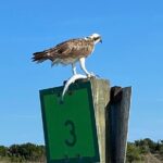 Dolphin and Wildlife History Tour - The Experiences Practical Aspects