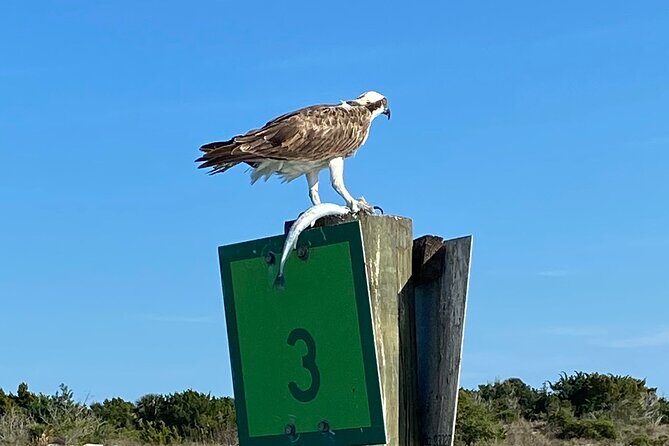 Dolphin and Wildlife History Tour - The Experiences Practical Aspects
