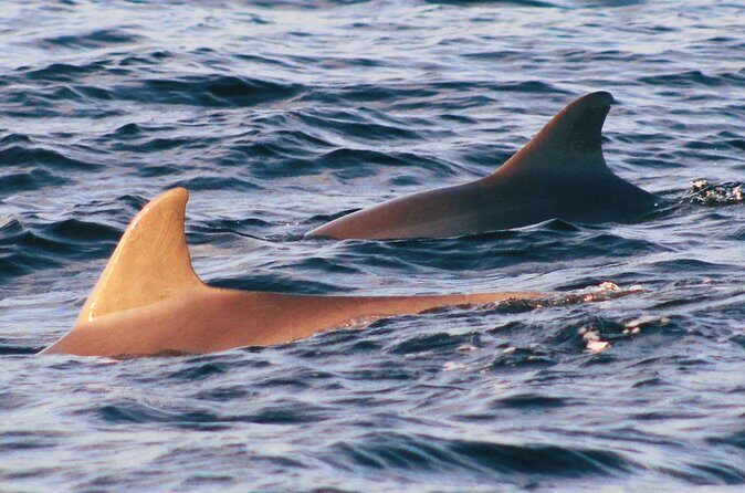 Dolphin Snorkel Tour - Analyzing the Value