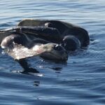 Dolphin Watching - What Travelers Are Saying