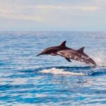 Dolphin Watching and Snorkeling on the West Coast of Oahu - The Sum Up (in four paragraphs)