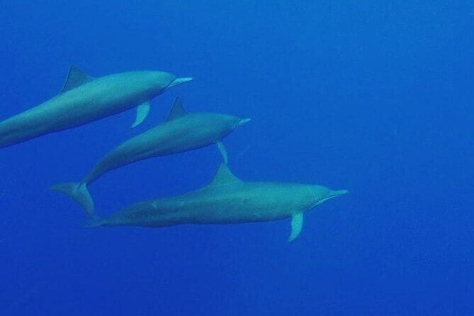 Dolphin Watching in Puerto Escondido - The Value of This Tour