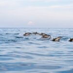 Dolphin Watching Tour - The Sum Up