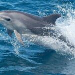 Dolphin Watching Tour - The itinerary in detail