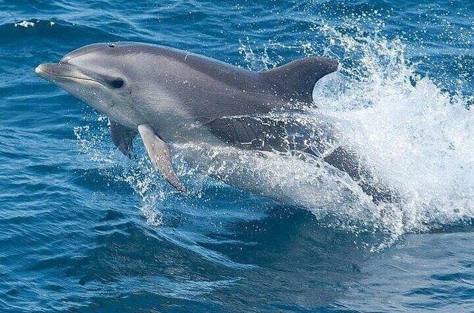 Dolphin Watching Tour - The itinerary in detail