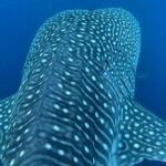 Dolphins,Turtles Watching - The Sum Up: Is This Tour Worth It?