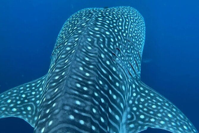 Dolphins,Turtles Watching - The Sum Up: Is This Tour Worth It?