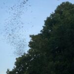 Downtown Austin Sunset Kayak Tour with 1.5 Million Bats - The Bat Watching Experience
