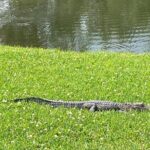 Drayton Hall Plantation Tour - What Do the Reviews Say?