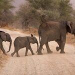 Durban: Big 5 Luxury Safari at an Award Winning Game Reserve  Zeiss Binoculars - What the Reviews Say