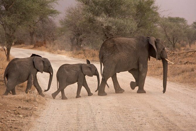 Durban: Big 5 Luxury Safari at an Award Winning Game Reserve  Zeiss Binoculars - What the Reviews Say