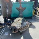 Ear Mountain Charters tours: whale watching or fishing - What You Can Expect from the Tour