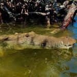 Eco Safari through the Ria Lagartos Natural Park - Overview of the Experience