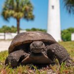 Egmont Key Ferry from Ft. DeSoto Park - Who Should Consider This Tour?