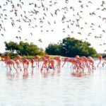 Ek Balam Ruins with Las Coloradas and Rio Lagartos Private Tour - Practical Details and What to Expect