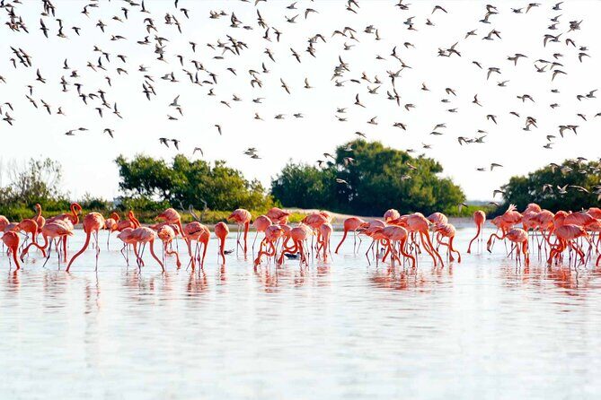 Ek Balam Ruins with Las Coloradas and Rio Lagartos Private Tour - Practical Details and What to Expect