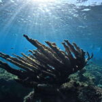 El Cielo Cozumel private snorkel tour - Detailed itinerary: what to expect on the tour