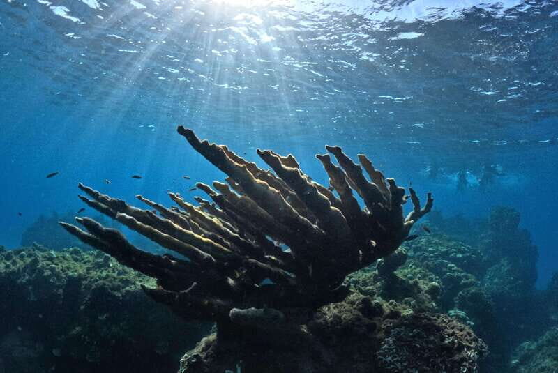 El Cielo Cozumel private snorkel tour - Detailed itinerary: what to expect on the tour