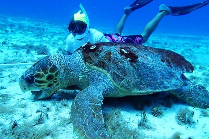El Cielo Palancar and Columbia Snorkeling Tour - Authentic Marine Encounters and Guide Expertise