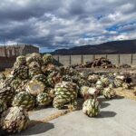 El Tule, Teotitlán, Mitla, Hierve el Agua and Mezcal Factory - The Sum Up