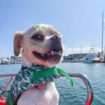Electric boat Rentals in San Diego Bay. Family friendly boating - Final Thoughts