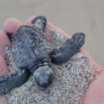 Enjoy Puerto Escondido with Beach and Nature from Oaxaca - The Value of This Tour