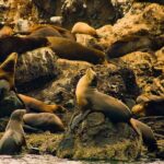 Espíritu Santo and Balandra Beach Combo Tour: Sea Lion Snorkeling - The Sum Up: Is It Worth It?