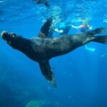 Espiritu Santo Island and sea lions - Special Considerations