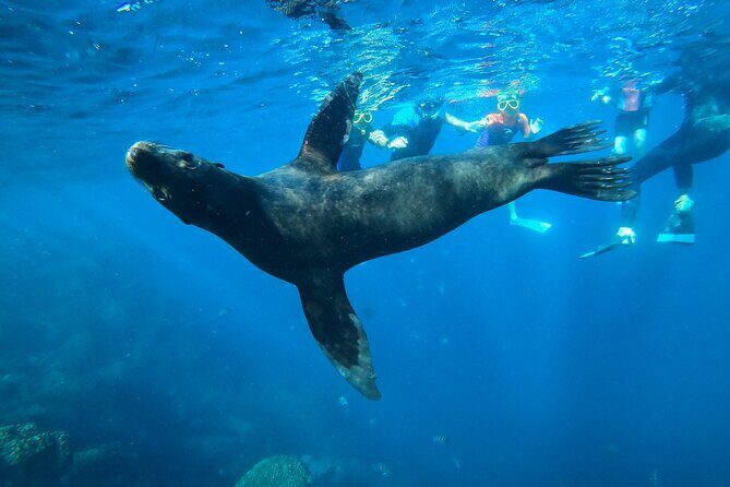 Espiritu Santo Island and sea lions - Special Considerations