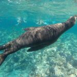 Espiritu Santo Island Day Tour - Final Thoughts: Is This Tour Right for You?