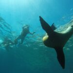 Espiritu Santo Island Private Tour: Sea Lions and paddle boarding - Who Will Love This Tour?