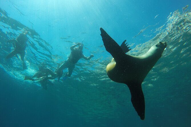 Espiritu Santo Island Private Tour: Sea Lions and paddle boarding - Who Will Love This Tour?