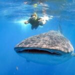 Espíritu Santo Island: snorkel SEA LIONS and Balandra Small Group - What You’ll Experience: A Detailed Breakdown