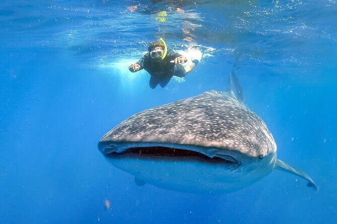 Espíritu Santo Island: snorkel SEA LIONS and Balandra Small Group - What You’ll Experience: A Detailed Breakdown