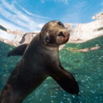 Espiritu Santo Island: Snorkeling Sea Lion Adventure - Practical Tips for Travelers