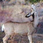 Estes Park: Bear Lake Corridor Tour - Exploring the Itinerary and Highlights