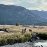 Estes Park: Guided Elk Rut Tour - Who Will Love This Tour?