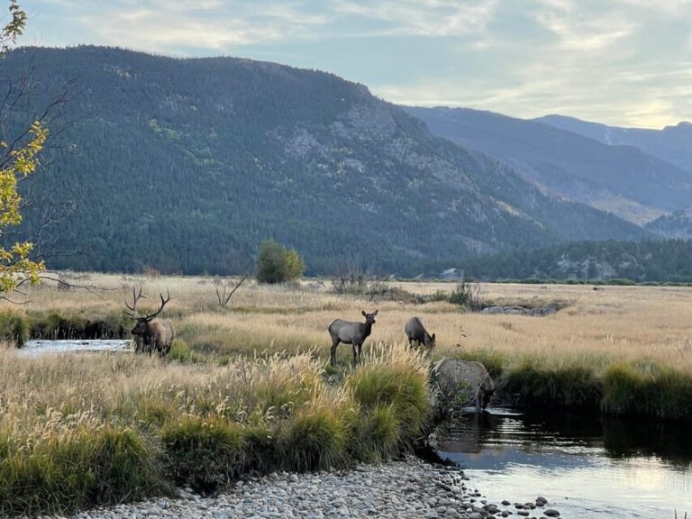 Estes Park: Guided Elk Rut Tour - Who Will Love This Tour?