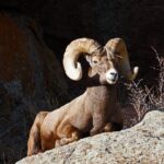 Estes Park: Rocky Mountain National Park Safari Tour - Wildlife and Scenic Highlights
