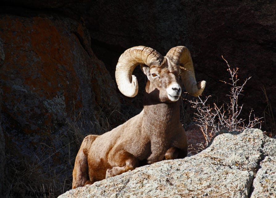 Estes Park: Rocky Mountain National Park Safari Tour - Wildlife and Scenic Highlights