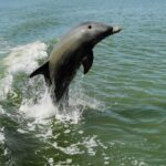 Everglades: 2 hour Manatee, Dolphin & Birding Boat Tour - Exploring the Itinerary and What Youll Experience