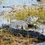 Everglades Airboat Ride and Nature Walk Private Tour - Authentic Insights from Reviews