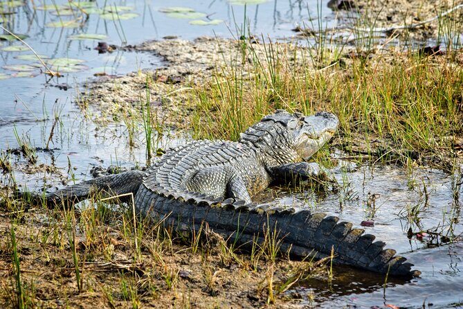Everglades Airboat Ride and Nature Walk Private Tour - Authentic Insights from Reviews