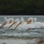 Everglades: Birding, Wildlife, and Photography Expedition - Exploring the Itinerary and Experience