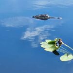 Everglades Eco Airboat Tour small group & top transportation - A Genuine Look at the Everglades in a Small Group Setting
