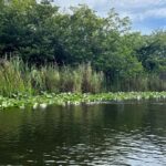 Everglades: on Flat Propelled Boat with Transportation - What to Expect on the Tour