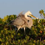 Everglades Private 2.5 Hour Photo and Birding Safari - What Makes the Itinerary Stand Out