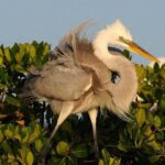 Everglades Small Group Guided Boating & Walking Tour Expedition - What to Expect on the Tour